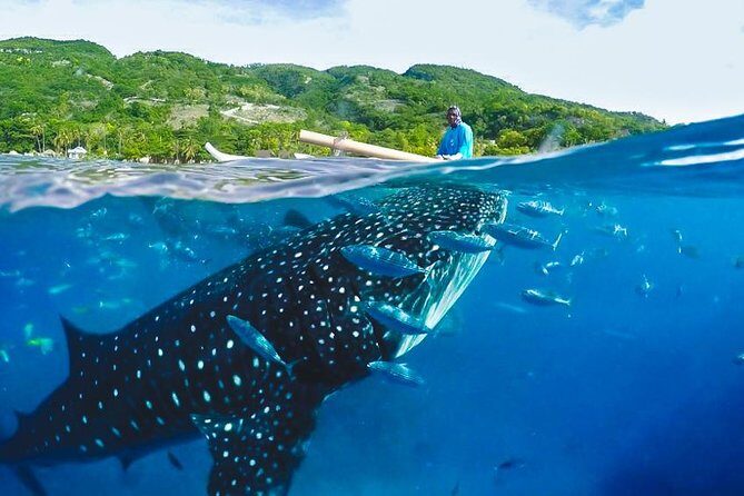 Whale Shark Encounter and Tumalog Waterfalls Tour - Detailed Breakdown of the Tour Experience