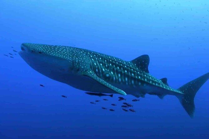 Whale Shark Encounter Experience in Cancun (Snack Lunch included) - What to Expect from the Experience