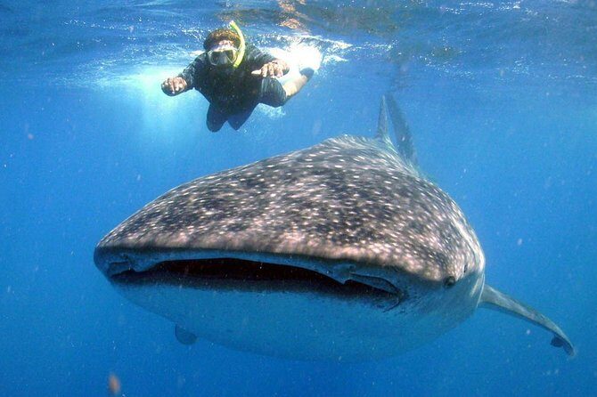 Whale Shark Encounter Experience in Cancun (Snack Lunch included) - Authenticity & Tips for Travelers