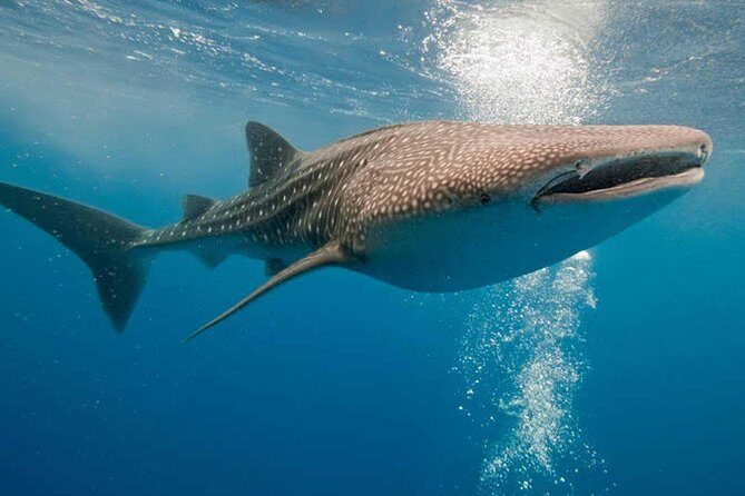 Whale Shark Encounter Experience in Cancun (Snack Lunch included) - FAQ