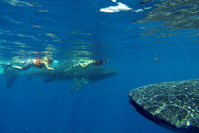 Whale Shark Encounter Full-Day all inclusive Tour from Riviera Maya - The Sum Up