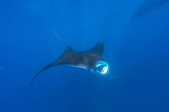 Whale Shark Encounter Full-Day all inclusive Tour from Riviera Maya - FAQ