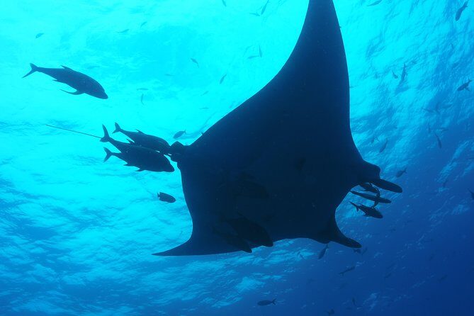 Whale shark encounter Private tour - swim with whale shark cancun - Practical Details and Tips