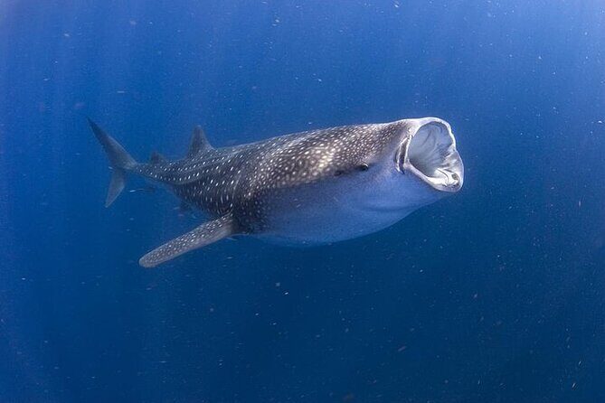 Whale Shark Experience from Playa del Carmen - A Down-to-Earth Look at the Whale Shark Experience from Playa del Carmen