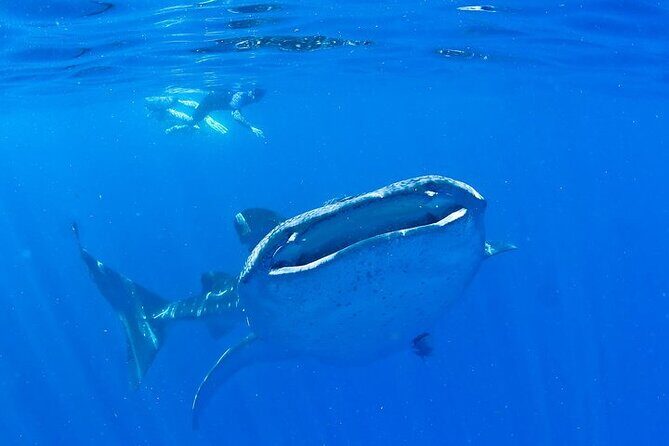 Whale Shark Experience from Playa del Carmen - Key Points