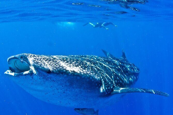 Whale Shark Experience from Playa del Carmen - The Bottom Line
