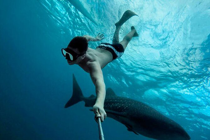Whale shark Experience in the Caribbean Sea from Playa del Carmen - Exploring the Whale Shark Experience in the Caribbean Sea from Playa del Carmen