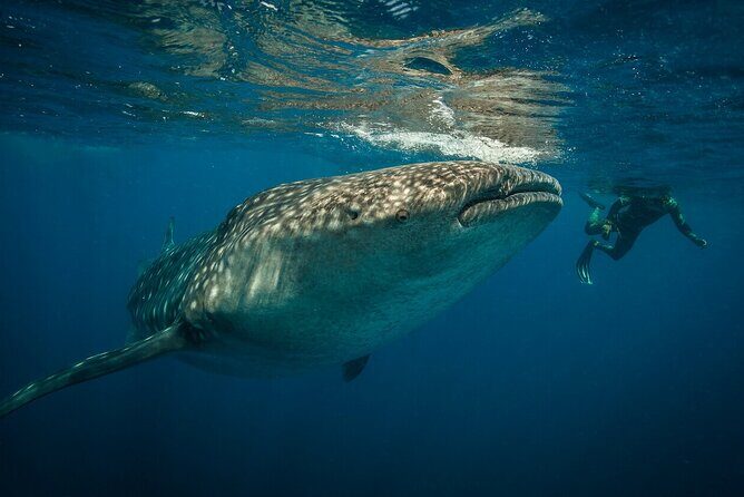 Whale shark Experience in the Caribbean Sea from Playa del Carmen - Who Should Consider This Tour?