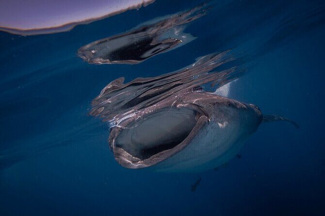 Whale shark Experience in the Caribbean Sea from Playa del Carmen - Final Thoughts