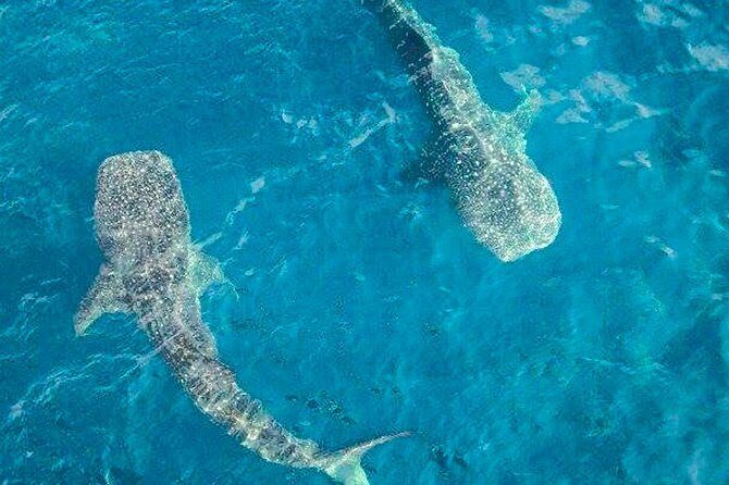 Whale shark Experience in the Caribbean Sea from Playa del Carmen - In The Sum Up