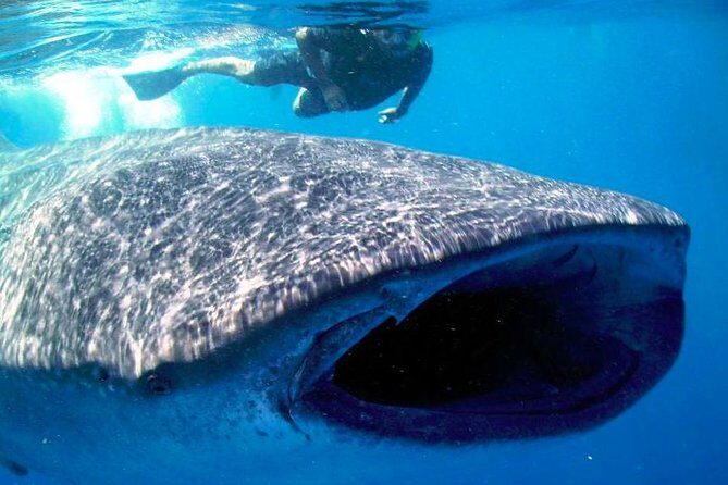 Whale Shark Experience Lifetime Memory in Cancun (snack included) - Who Will Love This Tour?