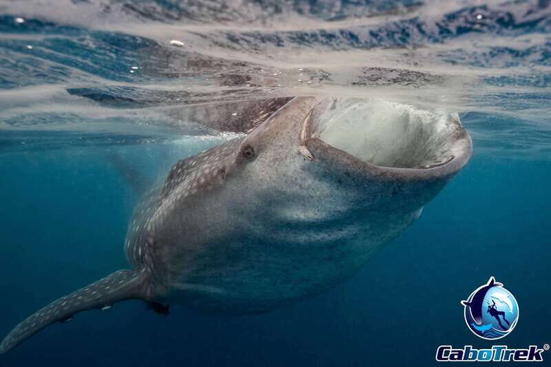 Whale Shark Experience - Key Points