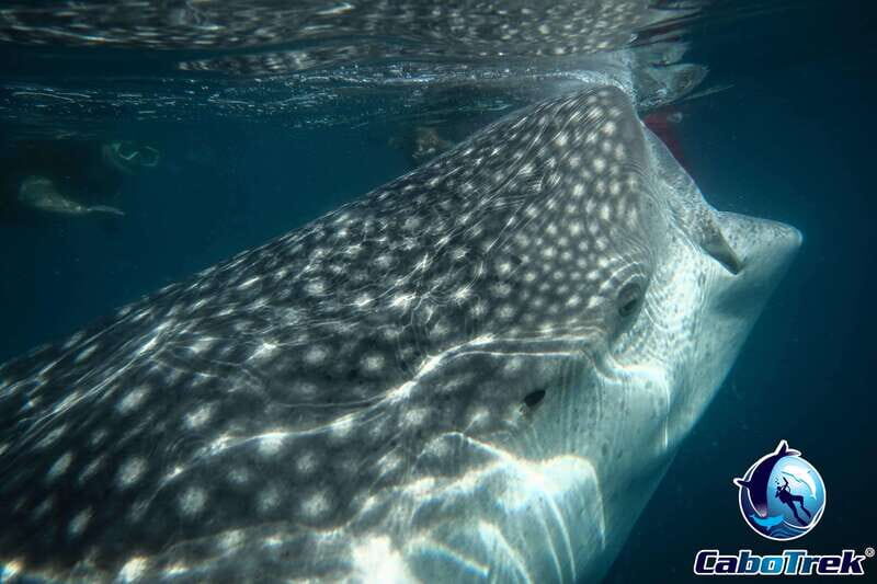 Whale Shark Experience - What Is the Whale Shark Experience All About?