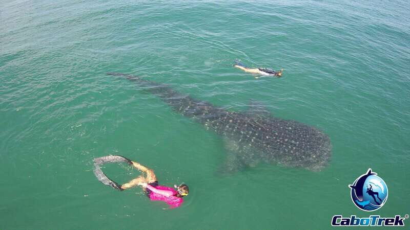 Whale Shark Experience - What’s Included and What’s Not?