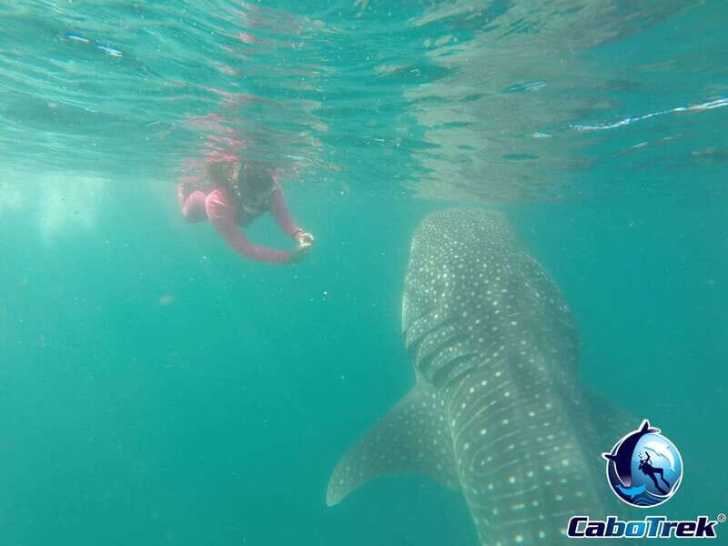 Whale Shark Experience - The Value for Travelers