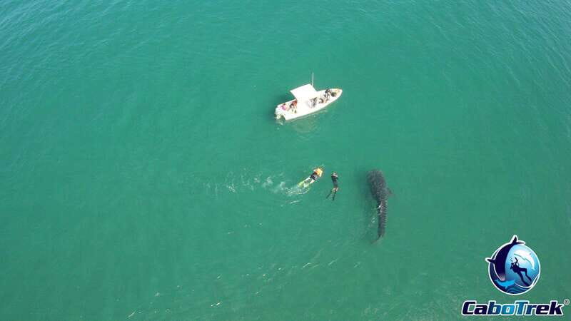Whale Shark Experience - The Experience for Different Travelers