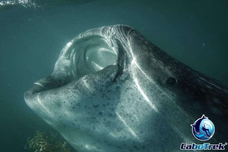 Whale Shark Experience - Final Thoughts: Is It Worth It?