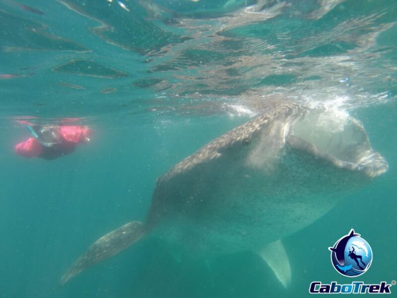 Whale Shark Experience - To sum it up