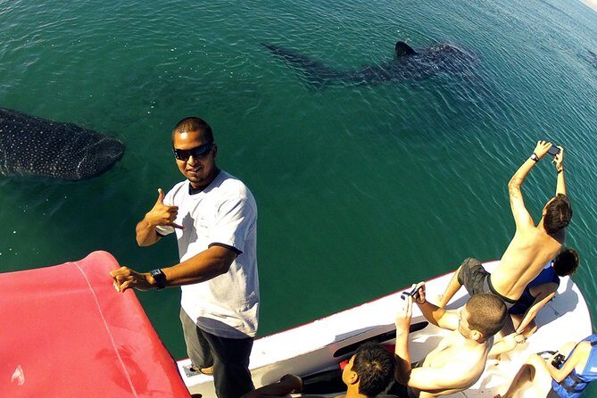 Whale Shark from Cancun, Riviera Maya and Tulum All Inclusive - Why This Tour Matters: Value in Every Splash