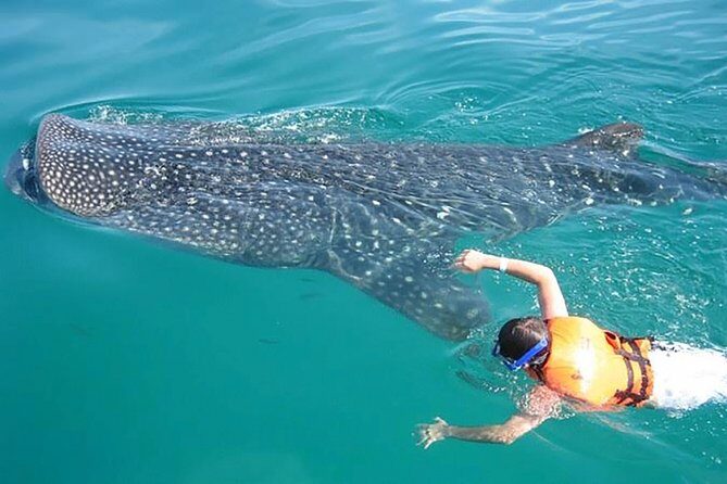 Whale Shark from Cancun, Riviera Maya and Tulum All Inclusive - Final Thoughts