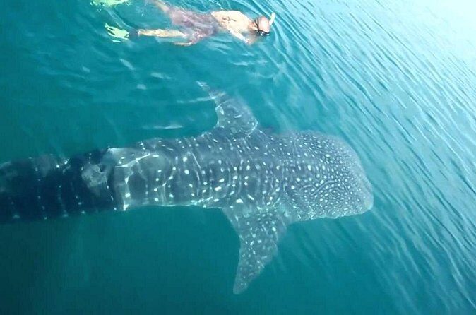 Whale Shark from Cancun, Riviera Maya and Tulum All Inclusive - FAQs About the Cancun Whale Shark Tour
