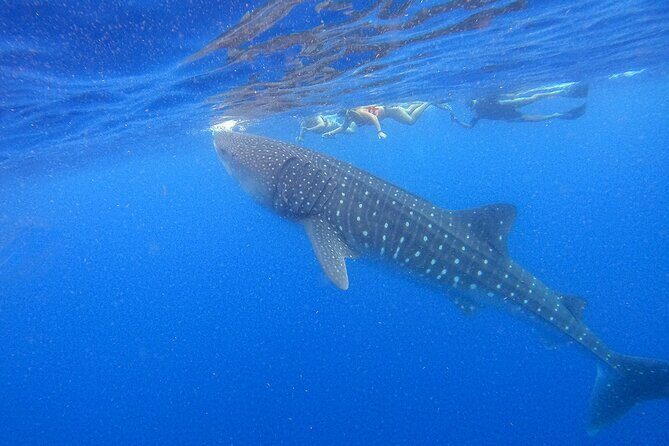 Whale Shark Group Adventure from Isla Holbox - Introduction