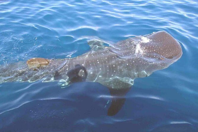Whale Shark Group Adventure from Isla Holbox - The Itinerary Breakdown: Why It Works