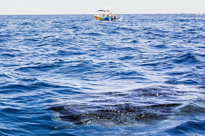 Whale Shark Group Adventure from Isla Holbox - Who Will Appreciate This Tour?
