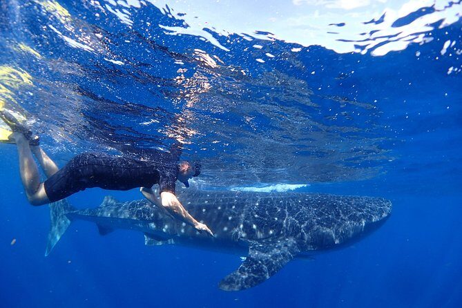 Whale Shark & Manta Ray Snorkel -(May-Sept) Only 10pp per Boat - Key Points
