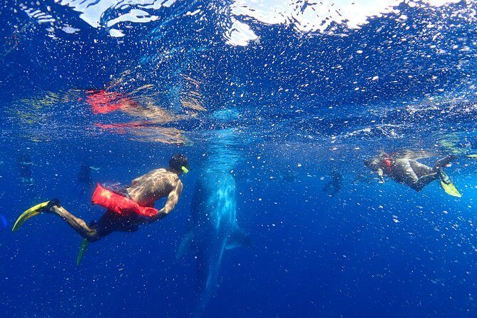 Whale Shark & Manta Ray Snorkel -(May-Sept) Only 10pp per Boat - What to Expect from the Tour