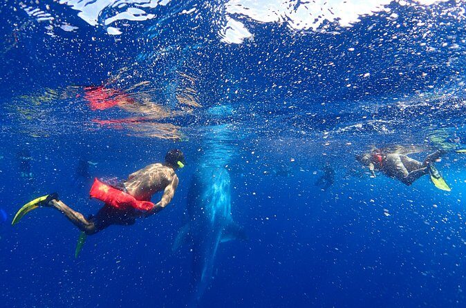 Whale Shark & Manta Ray Snorkel -(May-Sept) Only 10pp per Boat - FAQ