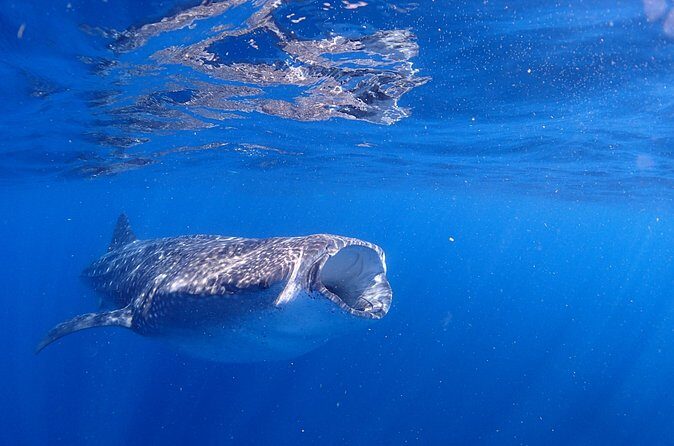 Whale Shark & Manta Ray Snorkel -(May-Sept) Only 10pp per Boat - Final Thoughts