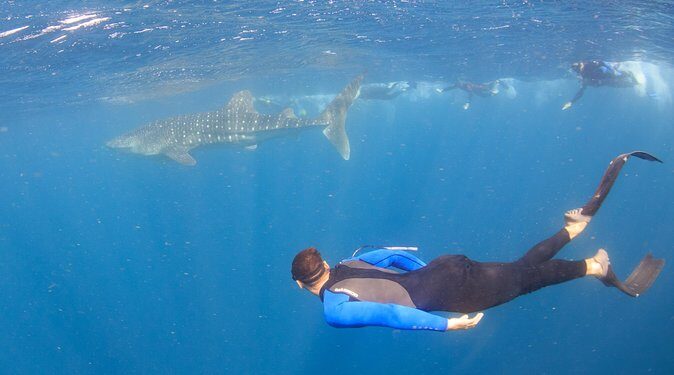 Whale Shark Safari - An In-Depth Look at the Whale Shark Safari Experience