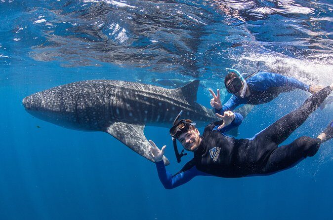 Whale Shark Safari - Who Should Consider This Tour?