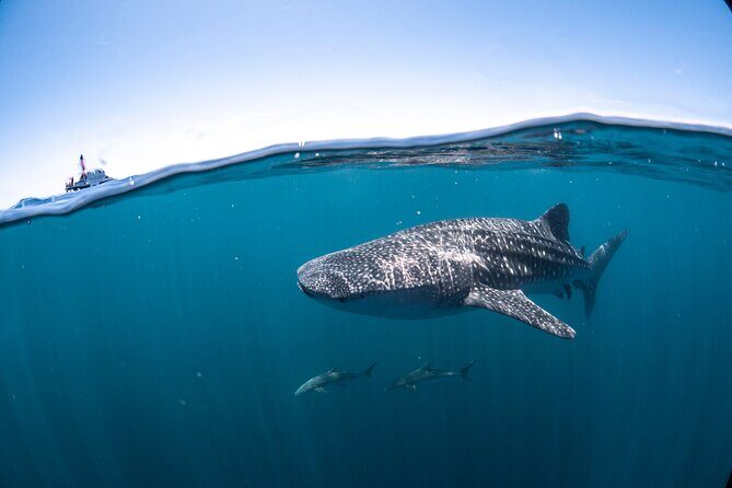 Whale Shark Safari - Summary