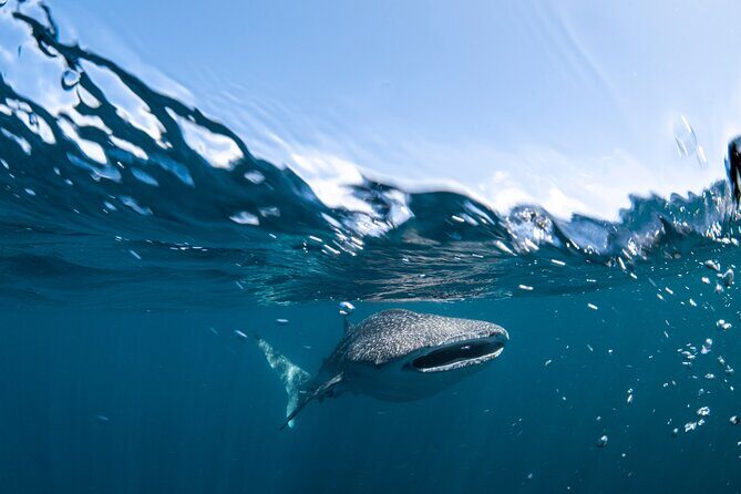 Whale Shark Safari - FAQ