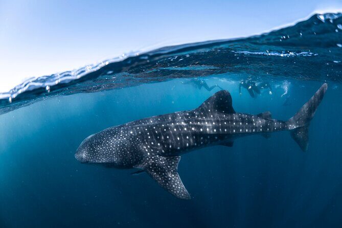 Whale Shark Safari - Final Thoughts