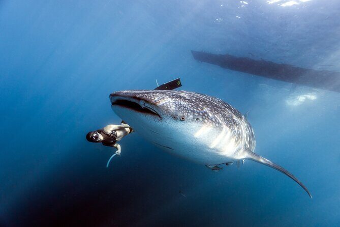 Whale Shark Snorkel Experience in Cancun (Snack Lunch included) - An In-Depth Look at the Experience
