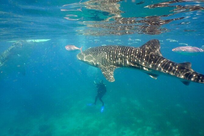 Whale Shark Snorkel Tour in Cancun (Snack Lunch included) - Key Points