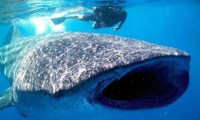 Whale Shark Snorkel Tour in Cancun (Snack Lunch included) - Why We Think This Tour Is Worth Considering