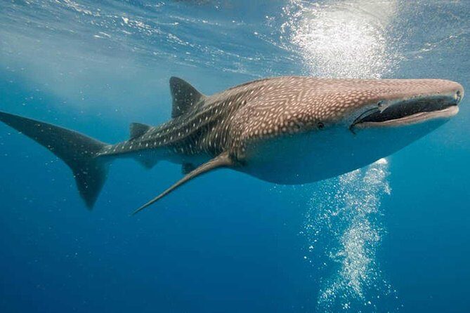 Whale Shark Snorkel Tour in Cancun (Snack Lunch included) - Who Should Consider This Tour?