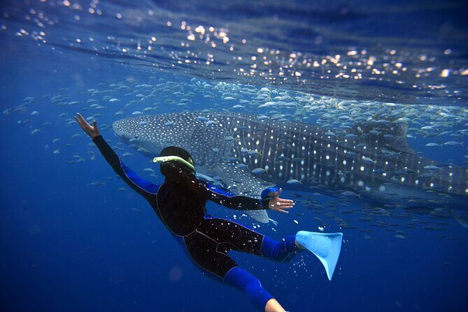 Whale Shark Snorkel Tour in Cancun (Snack Lunch included) - The Sum Up: Is This Tour Right for You?