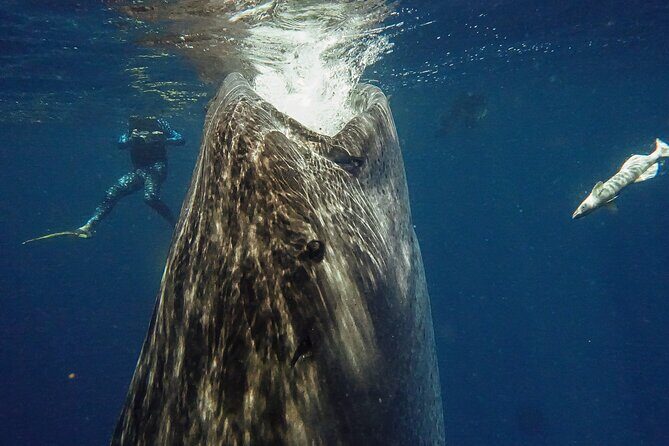 Whale Shark Snorkeling Adventure with Lunch - An In-Depth Look at the Tour