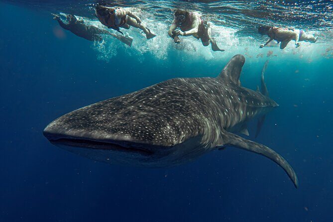 Whale Shark Snorkeling Adventure with Lunch - Potential Drawbacks and Considerations