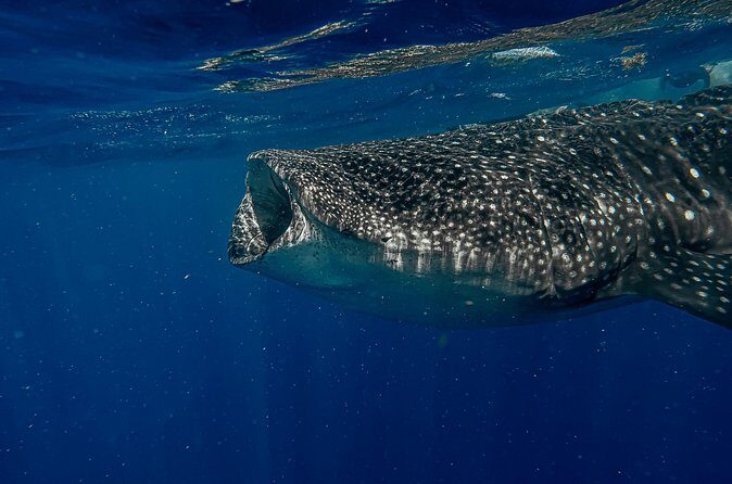 Whale Shark Snorkeling Adventure with Lunch - What’s Included and What to Bring