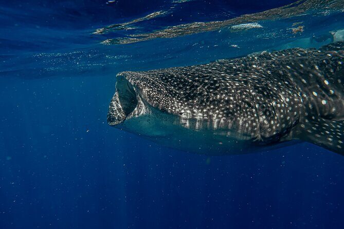 Whale Shark Snorkeling Adventure with Lunch - Final Thoughts: Is This Adventure Right for You?