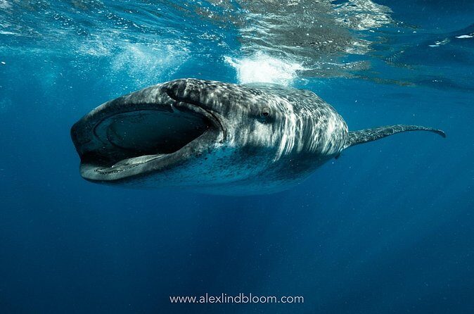 Whale Shark Snorkeling Adventure with Lunch - FAQ