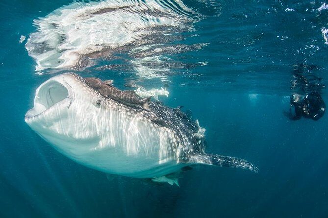 Whale-Shark Snorkeling Excursion to La Paz - The Itinerary: What to Expect