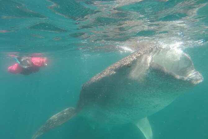 Whale-Shark Snorkeling Excursion to La Paz - What Past Travelers Say