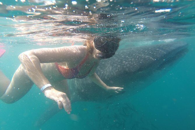 Whale-Shark Snorkeling Excursion to La Paz - Practical Details and Tips